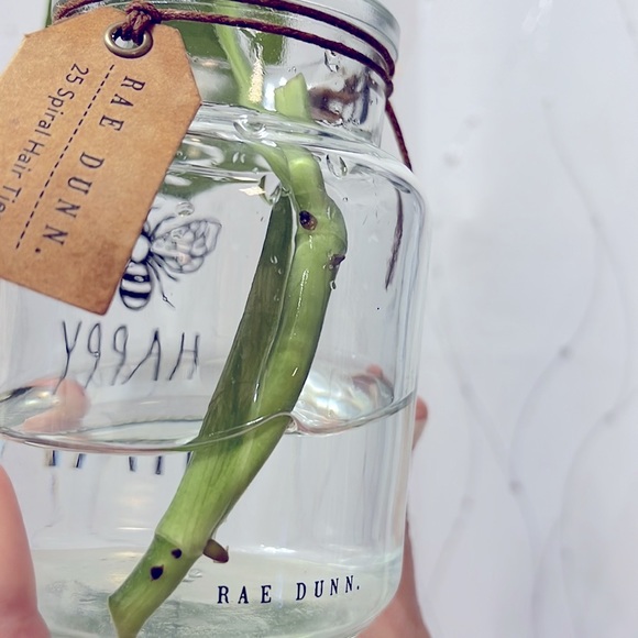 🪴Propagated rooted trimmings - Monstera Adansonii, Swiss cheese plant - Picture 10 of 10